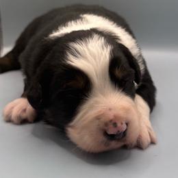 Katie - Black tri-color female Australian Shepherd puppy in New Boston, New Hampshire from Painted Pup Australian Shepherds