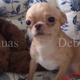 Hamster Don - Chihuahua