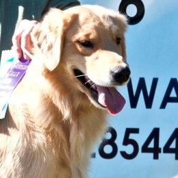 Sousa - Golden Retriever
