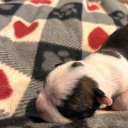 Indogo's Brindle boy 2 - Black brindle and white male Boston Terrier puppy in Yakima, Washington from Barnett’s AKC Boston Terriers