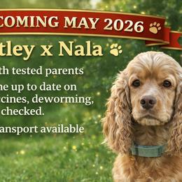 Cocker Spaniels from A&J Kennel