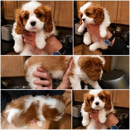 Christian - Akc - Blenheim male Cavalier King Charles Spaniel puppy in Shepherdsville, Kentucky from Cavalierkentuckypride