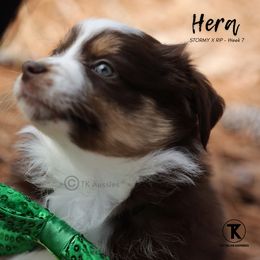 Australian Shepherd, Miniature American Shepherd, Miniature Australian Shepherd, and Toy Australian Shepherd Puppies from TK Standard, Mini, & Toy Aussies