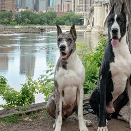 Great Danes from 2K Great Danes