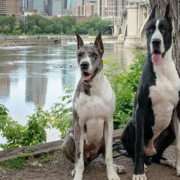 Great Danes from 2K Great Danes