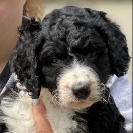 Bernedoodle Puppies from East Coast Bernedoodles