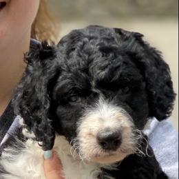 Bernedoodle Puppies from East Coast Bernedoodles