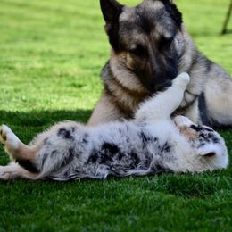 Australian Shepherd Puppies from Saddle Peak Aussies
