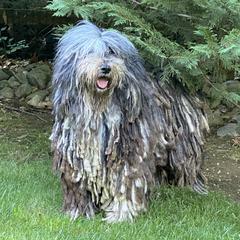 Cybele - Bergamasco Sheepdog