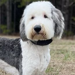 Sheepadoodles from Luxapallila Sheepadoodles