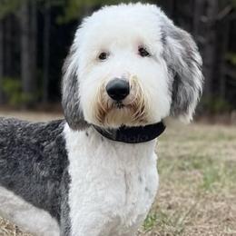 Sheepadoodles from Luxapallila Sheepadoodles