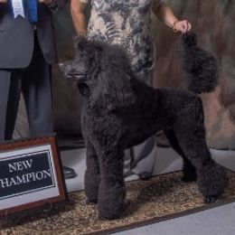 Nicky - Poodle