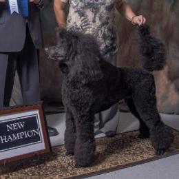 Nicky - Poodle