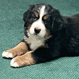 Bernese Mountain Dog Puppies from Willow Tree Berners