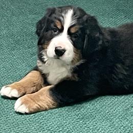 Bernese Mountain Dog Puppies from Willow Tree Berners