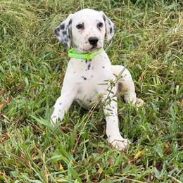 Spark - LUA - White and black male Dalmatian puppy in Sedalia, Missouri from Missouri Dalmatians
