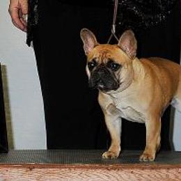Ruby - French Bulldog