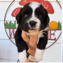 Sugar - Black tri female Miniature Australian Shepherd puppy in Buchanan, Georgia from Stanleyville Farm Mini Aussies