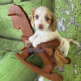 Bruno - Dapple male Dachshund puppy in Waseca, Minnesota from Dragonfly Doxies