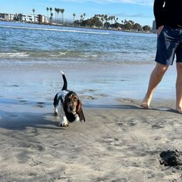 Basset Hound Puppies from Howlin Hounds