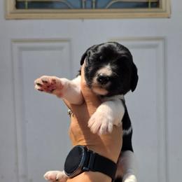 Dune (Black) - Parti male Labradoodle puppy in Plainfield, New Jersey from Caris Paws Poodles and Labradoodles