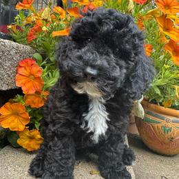 Teddy - Parti male Poodle puppy in Canfield, Ohio from Poo's Doo's & Inu's