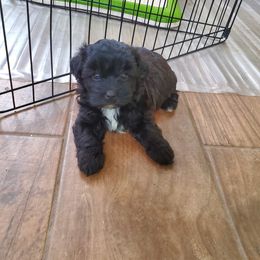 Maltipoo and Poodle Puppies from Precious Pups