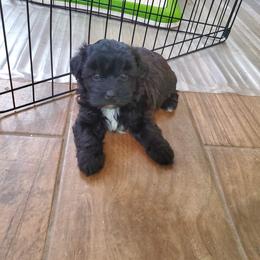 Maltipoo and Poodle Puppies from Precious Pups