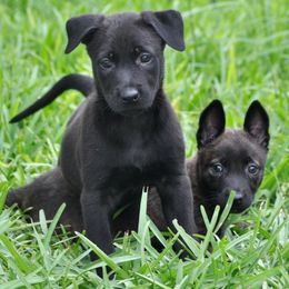 Belgian Malinois and Dutch Shepherd Puppies from Allpurposek-9
