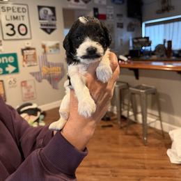 Bentley - Black and white male Bernedoodle puppy in Yuba City, California from Ranch House Doodles