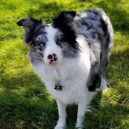 Border Collies from Denise's Border Collies