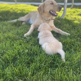 Golden Retriever Puppies from Rainy Day Goldens
