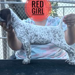 Red Girl - Liver and white female German Shorthaired Pointer puppy in Dearborn, Missouri from Hardwood Kennels