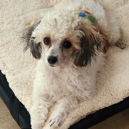 Archer - Poodle