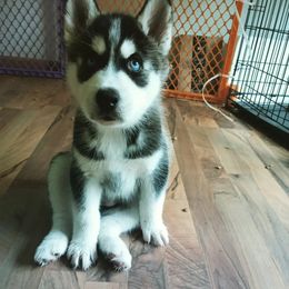 Siberian Husky Puppies from Husky Rose
