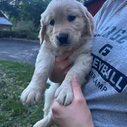 Miss Pink - Light golden female Golden Retriever puppy in Gaston, Oregon from Trillium Spring's Goldens