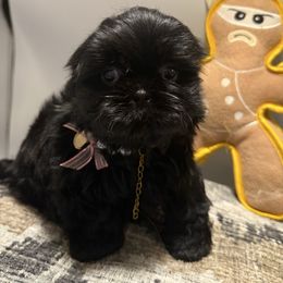 Mia Renee - Black female Shih Tzu puppy in Covington, Georgia from Top Hats 2  Shih Tzu’s