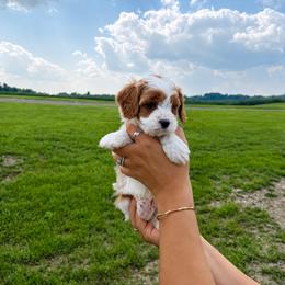 Aussiedoodle, Bernedoodle, Cavapoo, and Goldendoodle Puppies from Haas Pawz