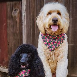 Goldendoodles from La Familia Doodle