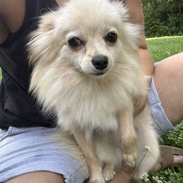 June - Pomeranian