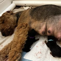 Dickens - Airedale Terrier puppy in Lakewood, Washington from Hazel Blue Airedales