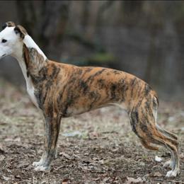 Cheyenne - Red brindle female Whippet puppy in Lenoir City, Tennessee from Equiss Whippets