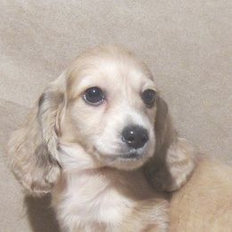 Dachshund Puppies from Doxie Waggin Tails