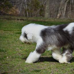 Old English Sheepdog Puppies from Prata's OES