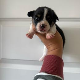 Liberty - Black and tan female Pembroke Welsh Corgi puppy in Red Bluff, California from Wilder Ranch Corgis
