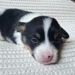 Rosalina - Black and tan female Pembroke Welsh Corgi puppy in Lake City, Minnesota from Lake Pepin Corgi's