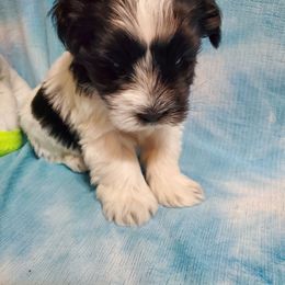 Miniature Schnauzer Puppies from Flyover Farms