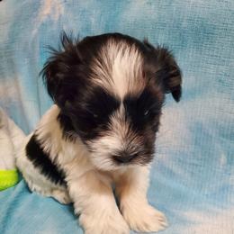 Miniature Schnauzer Puppies from Flyover Farms