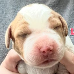 Solo girl 6 - Orange and white female Brittany puppy in Floyd Knobs, Indiana from Cross Creek Brittanys