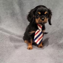 Sawyer - Black and tan male Cavalier King Charles Spaniel puppy in Romeoville, Illinois from KonopkaKennelsLLC